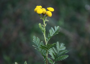 Rainfarn (Tanacetum vulgare) - © Emanuel Trummer
